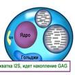 Синдром Хантера