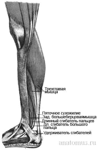 Мышцы голени
