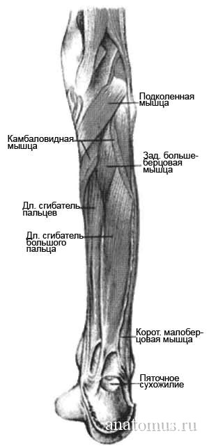 Задняя группа мышц голени задняя группа мышц голени