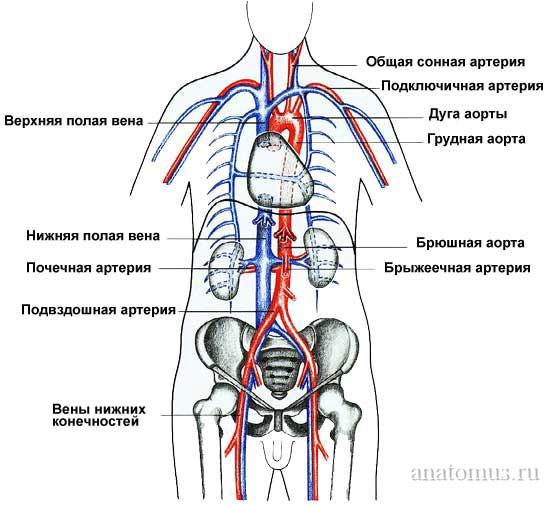 Схема главных кровеносных сосудов тела