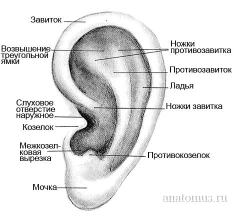 Наружное ухо