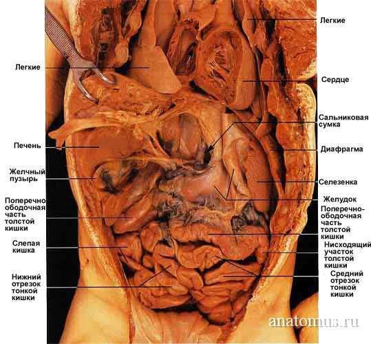 Расположение внутренних органов брюшной полости