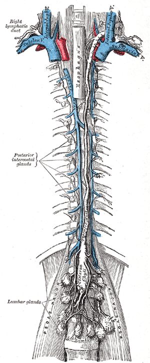 Лимфатические стволы и лимфатические протоки