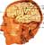Расположение головного мозга в черепной полости