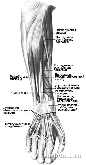 Четвертый (глубокий) слой мышц предплечья