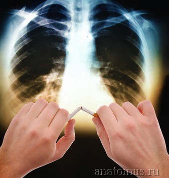 Почему курение сигарет вызывает рак?